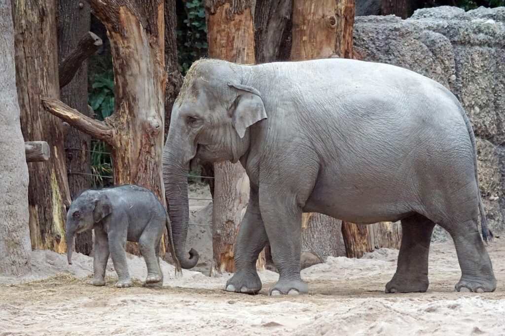 asian-elephant-2108974_1280